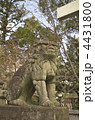 京都　安井金比羅宮　狛犬