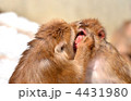 ２匹のニホンザル