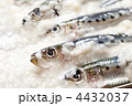 塩こうじを使ったイワシ料理
