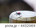 紅天牛ベニカミキリです。少し早く出てきすぎました。寒いです。