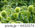 夏の栗の実