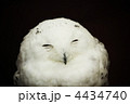 ふくろう