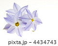 ハナニラの花