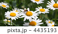 4435193