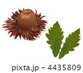 カシワ1