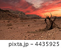 4435925