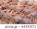 セコガ二