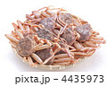 セコガ二