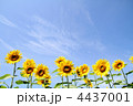 ひまわりと青空
