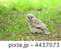 落下したフクロウヒナ
