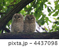 新緑の中のフクロウヒナ