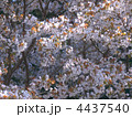 山桜 山桜