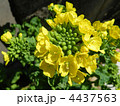 観賞用のハナナ（花菜）