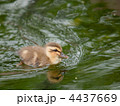 カルガモのヒナ