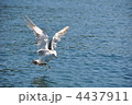 ウミネコ