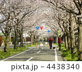 桜のトンネル