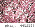 おかめ桜 と すずめ。