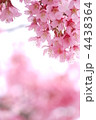 おかめ桜