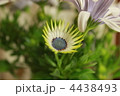 4438493