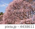 3月　小彼岸コヒガン03サクラ・バラ科