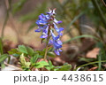 4月　エゾエンゴサク・ケシ科01