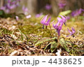 4月　カタクリ・ユリ科121
