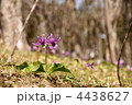 4月　カタクリ・ユリ科123