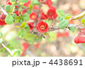 木瓜の花