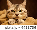 目を逸らす猫
