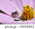 コスモスと蜘蛛
