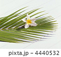 プルメリア
