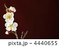 梅の花