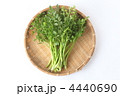 セリ