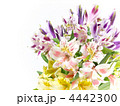 アルストロメリア（彼岸花科／百合科）Alstroemeria : ユリズイセン属