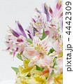 アルストロメリア（彼岸花科／百合科）Alstroemeria : ユリズイセン属