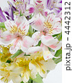 アルストロメリア（彼岸花科／百合科）Alstroemeria : ユリズイセン属