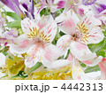 アルストロメリア（彼岸花科／百合科）Alstroemeria : ユリズイセン属