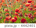 4442401