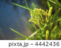 4442436