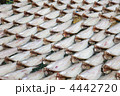 4442720