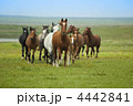 4442841