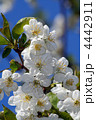 4442911