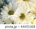 4443168