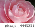 乙女椿