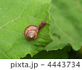 4443734