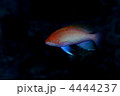 ケラマハナダイ