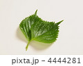 大葉
