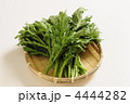 春菊