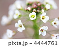 ナズナの花