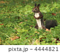 4444821
